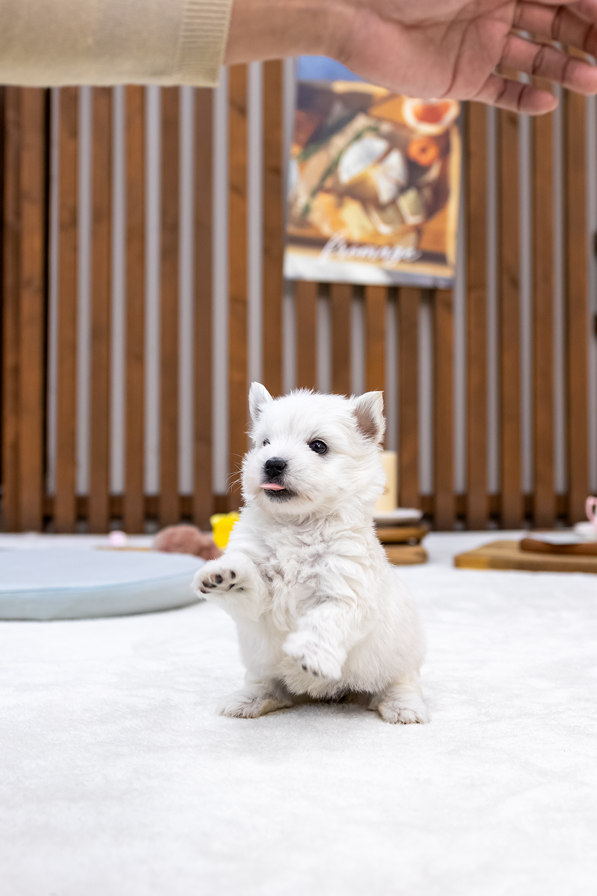 화이트테리어 [West Highland White Terrier]