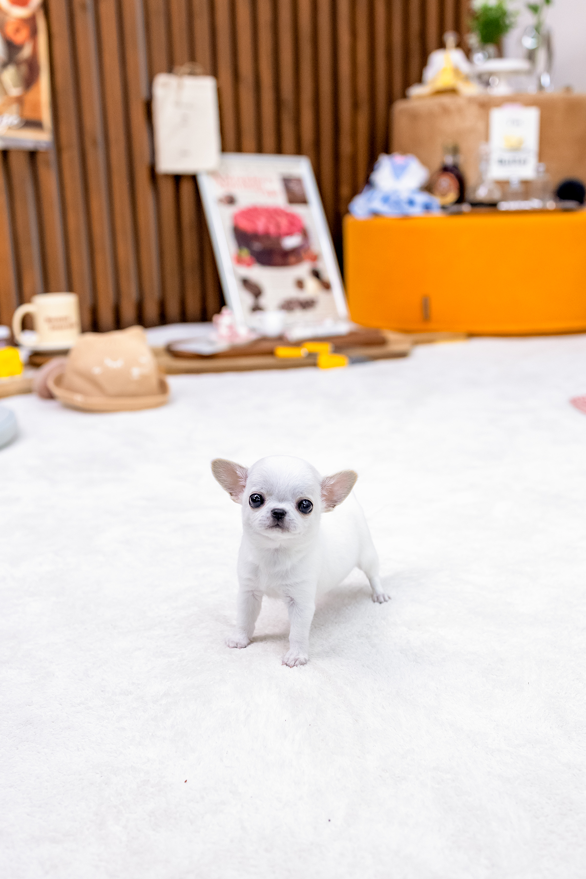 화이트단모치와와 [Chihuahua]