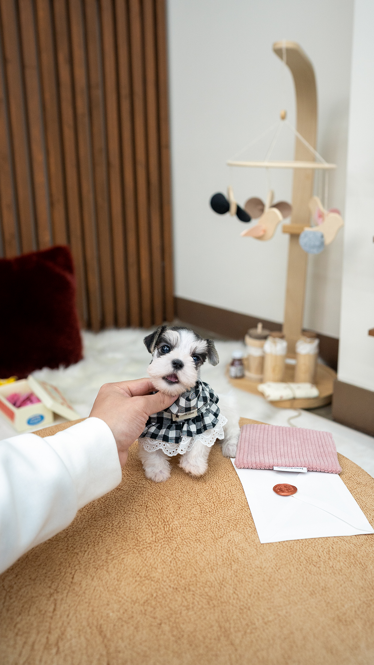 파티슈나우저 [Miniature Schnauzer]