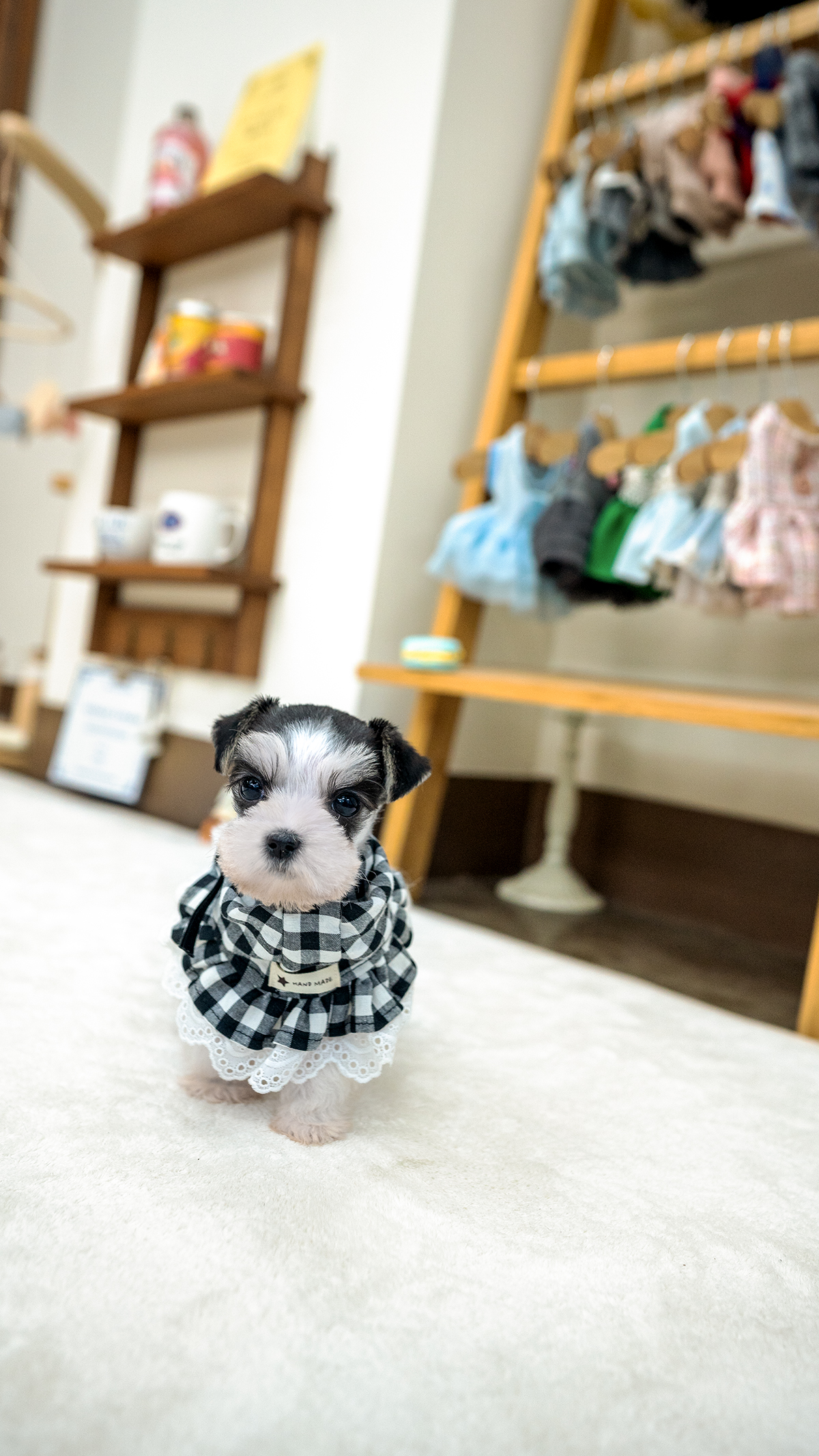 파티슈나우저 [Miniature Schnauzer]