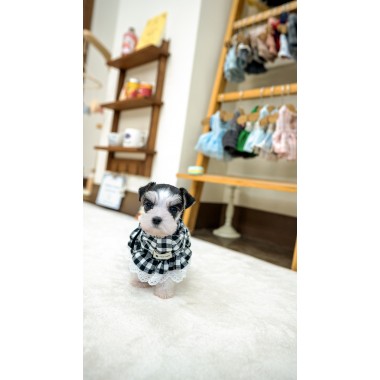 파티슈나우저 [Miniature Schnauzer]