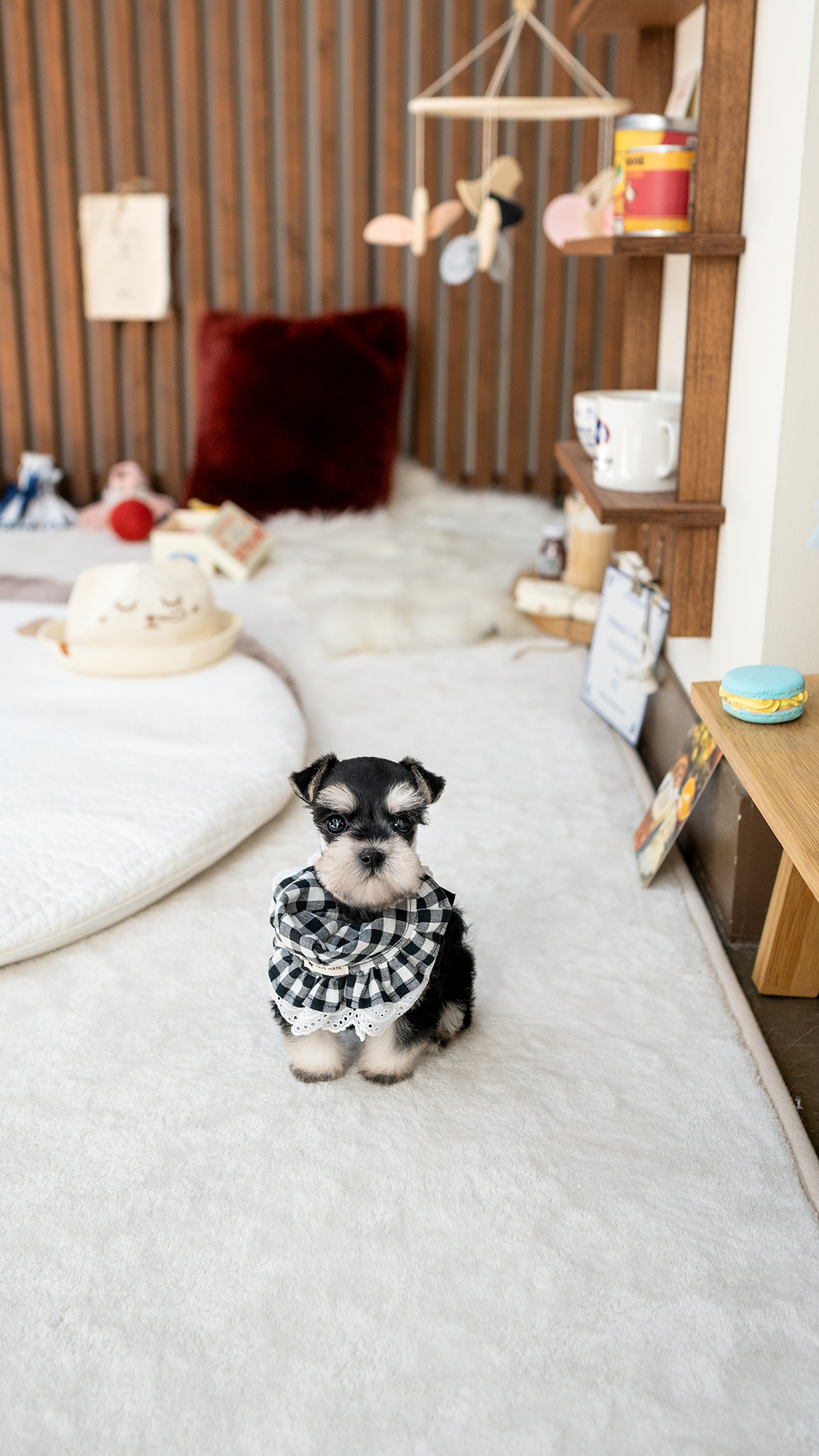 블랙&화이트슈나우저 [Miniature Schnauzer]