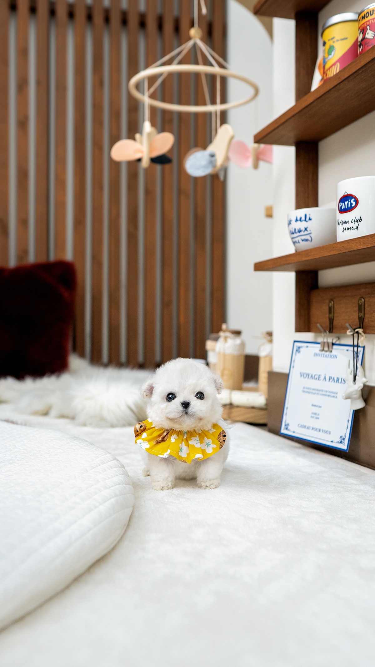 화이트토이푸들 [Teacup White Poodle]