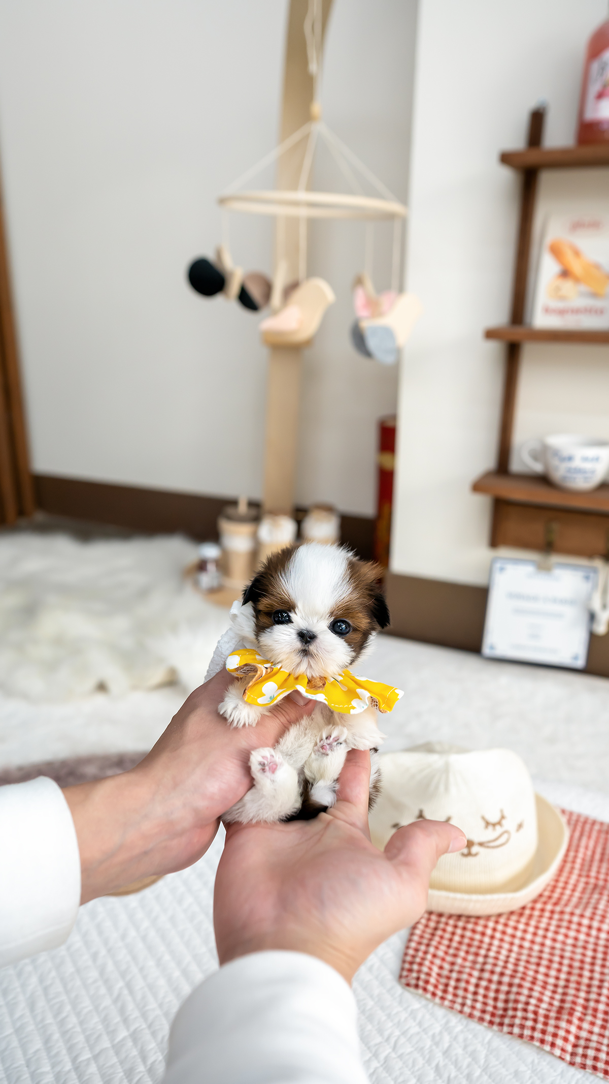 콩시츄 [Mini Shihtzu]