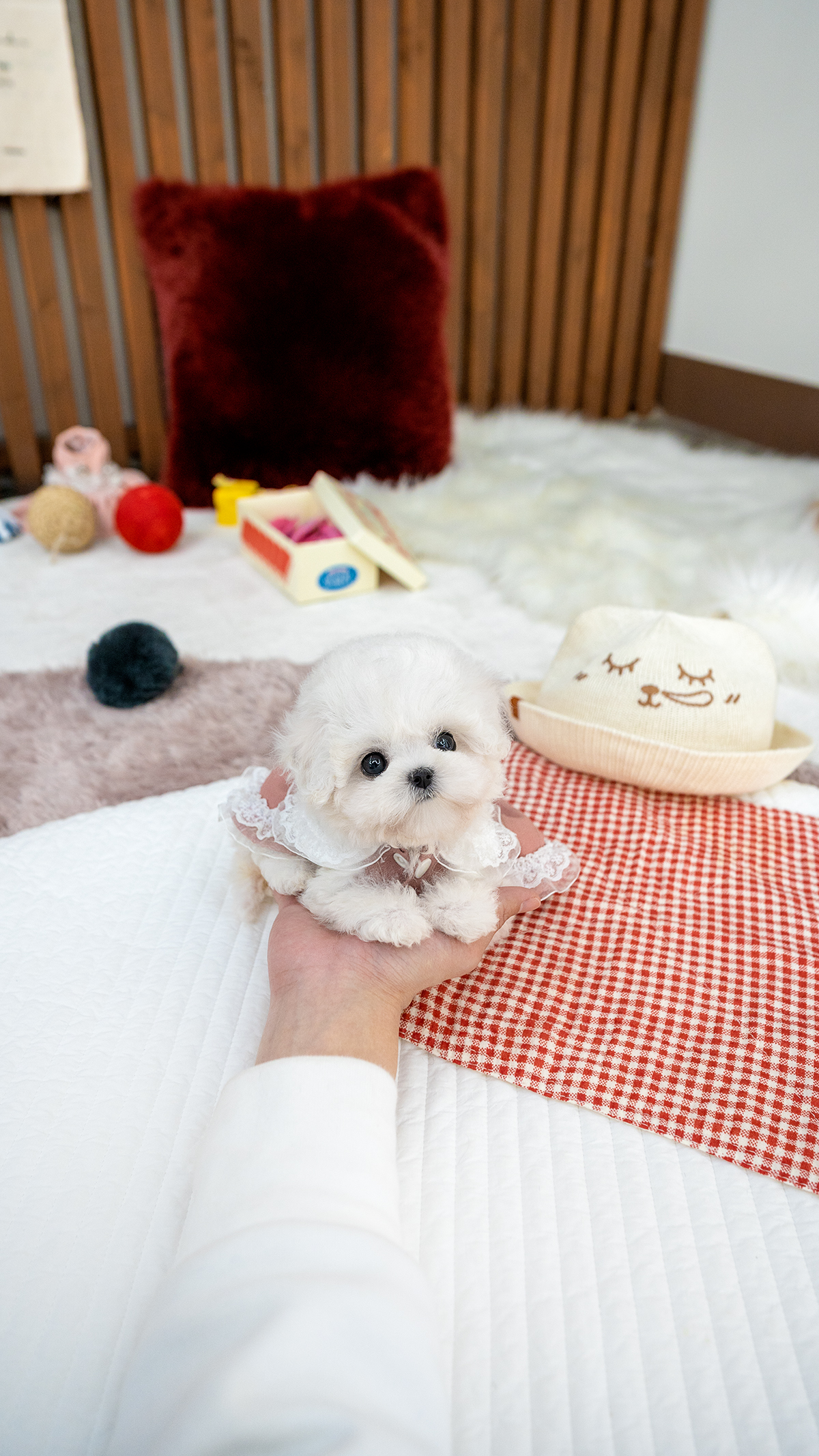 미니비숑프리제 [Mini Bichon Frise]