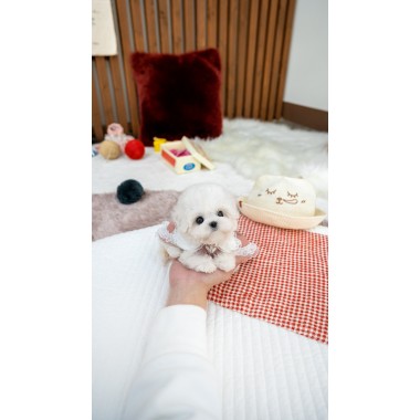 미니비숑프리제 [Mini Bichon Frise]