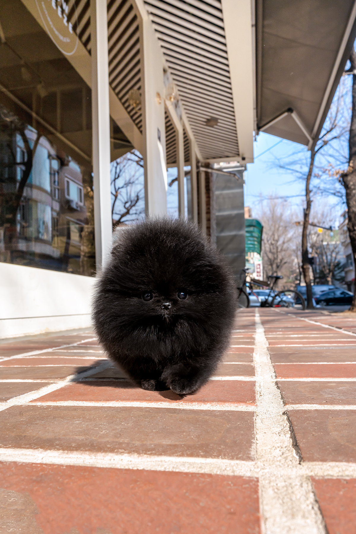 블랙포메라니안 [Black Pomeranian]