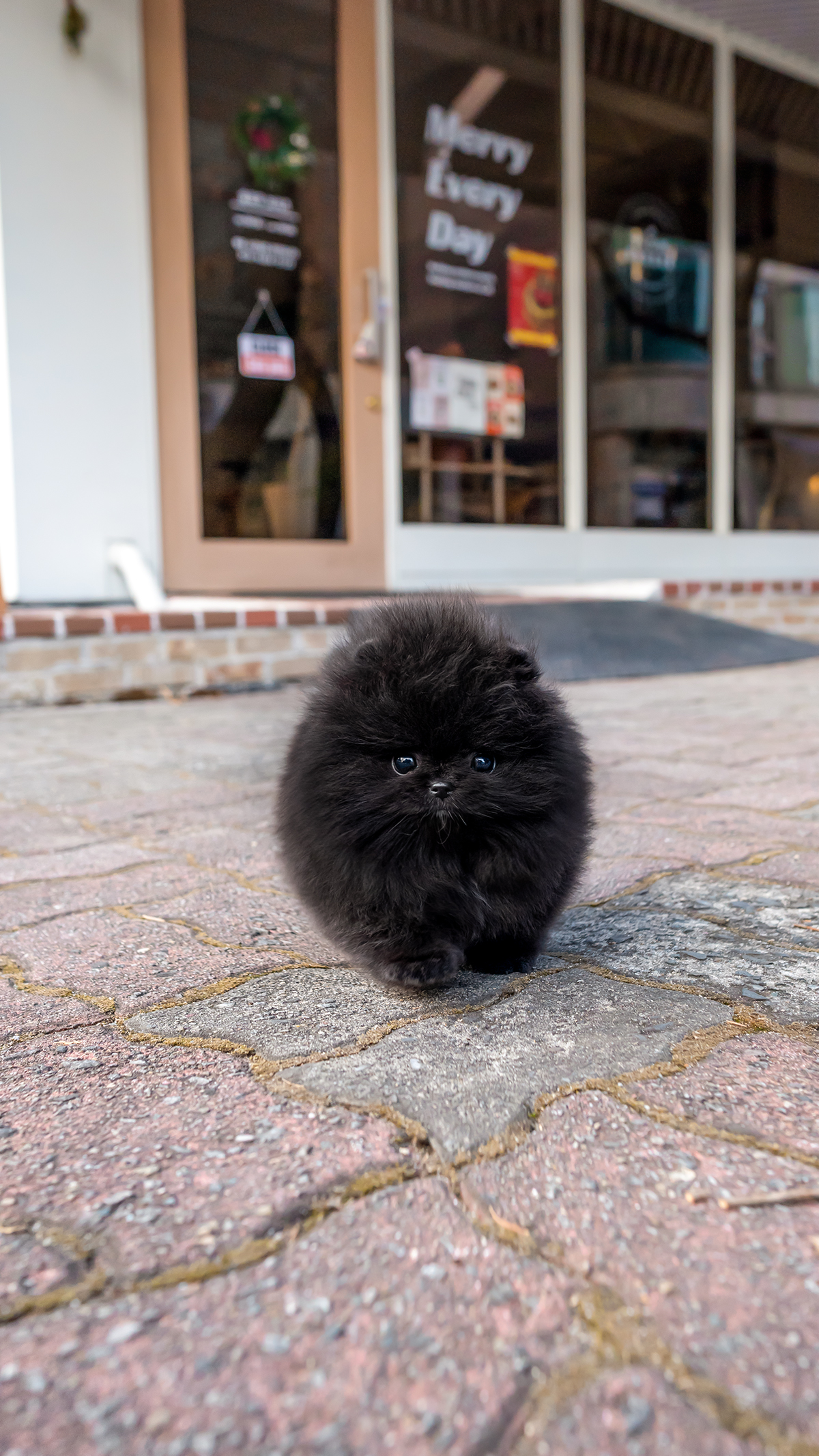 블랙포메라니안 [Black Pomeranian]