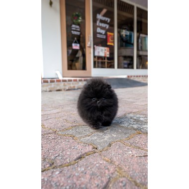 블랙포메라니안 [Black Pomeranian]