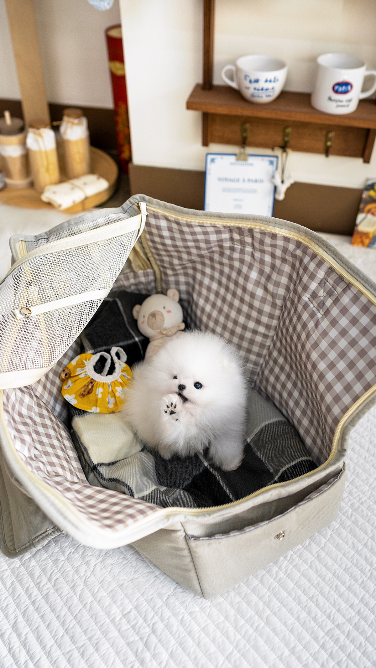 화이트포메라니안 [White Pomeranian]