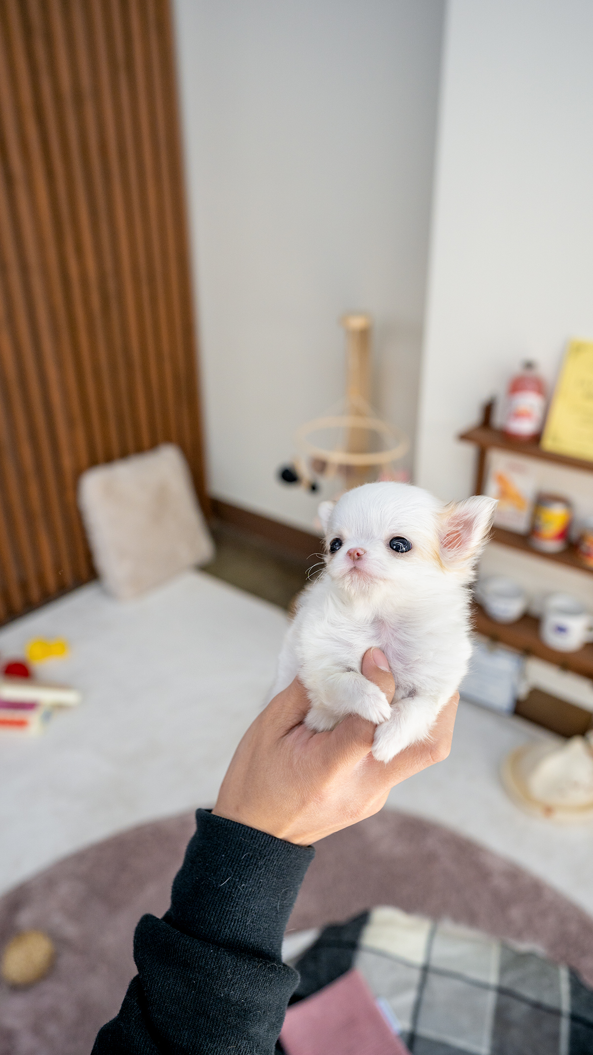 화이트파티장모치와와 [Chihuahua]