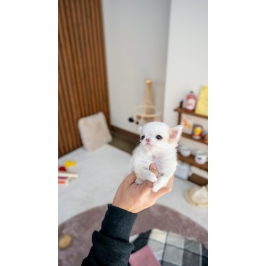 화이트파티장모치와와 [Chihuahua]