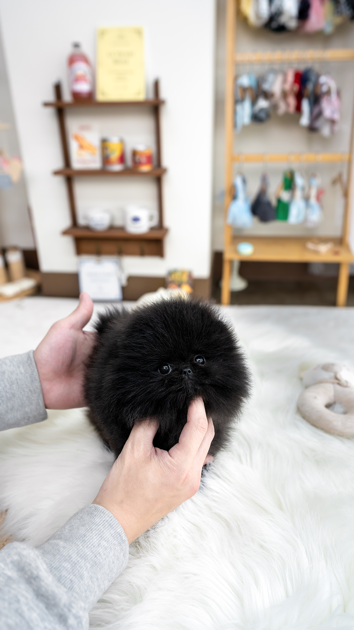 블랙포메라니안 [Black Pomeranian]