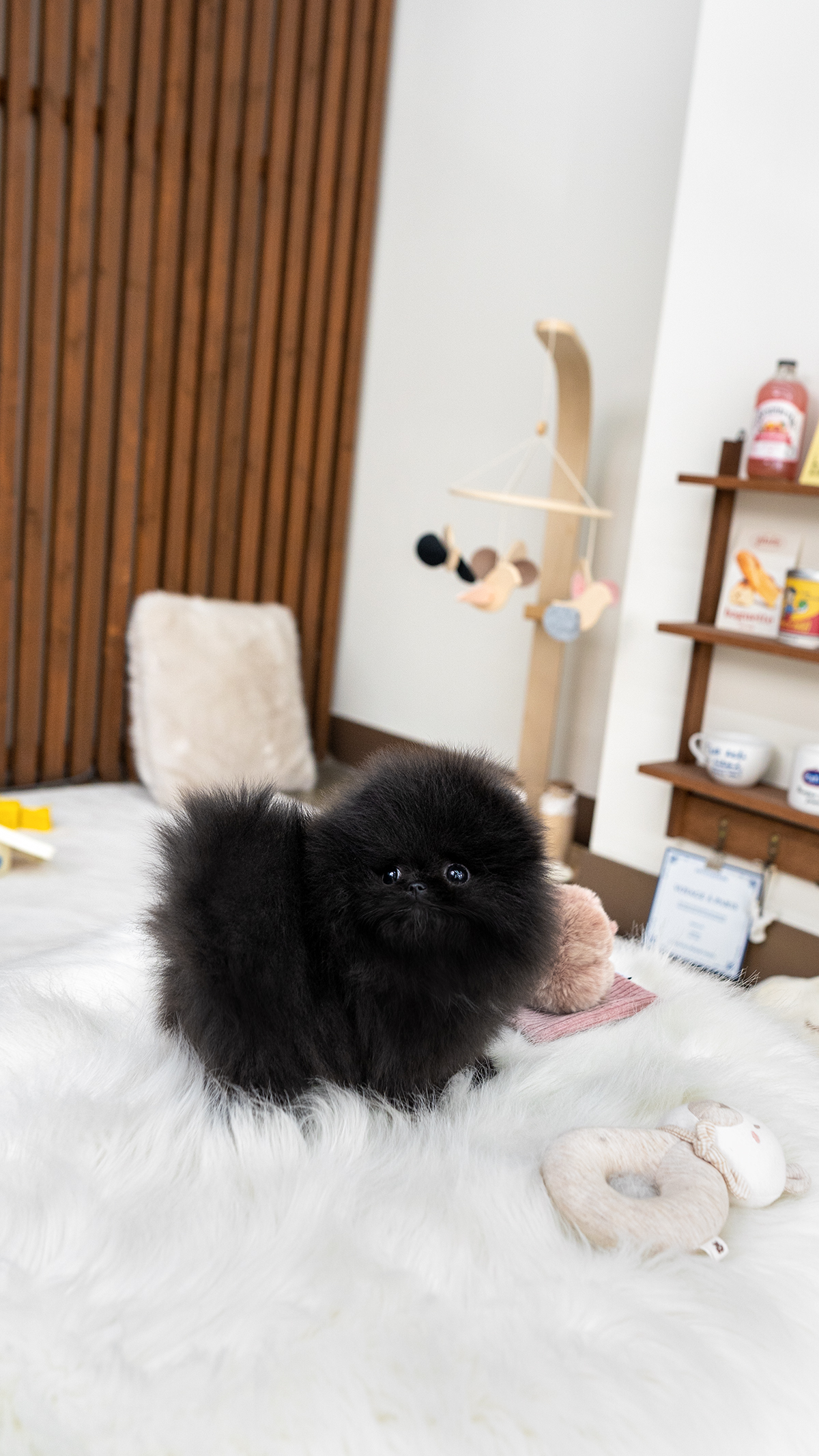 블랙포메라니안 [Black Pomeranian]