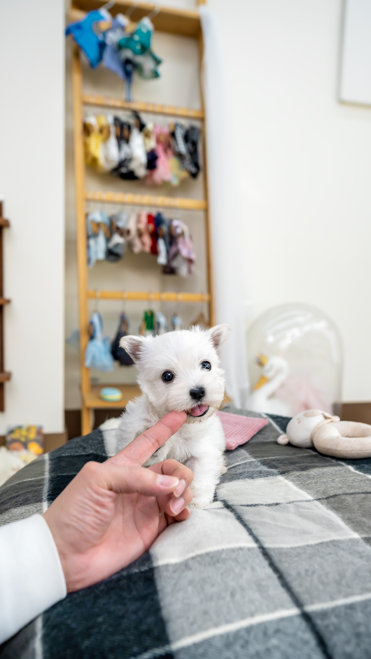 화이트테리어 [West Highland White Terrier]