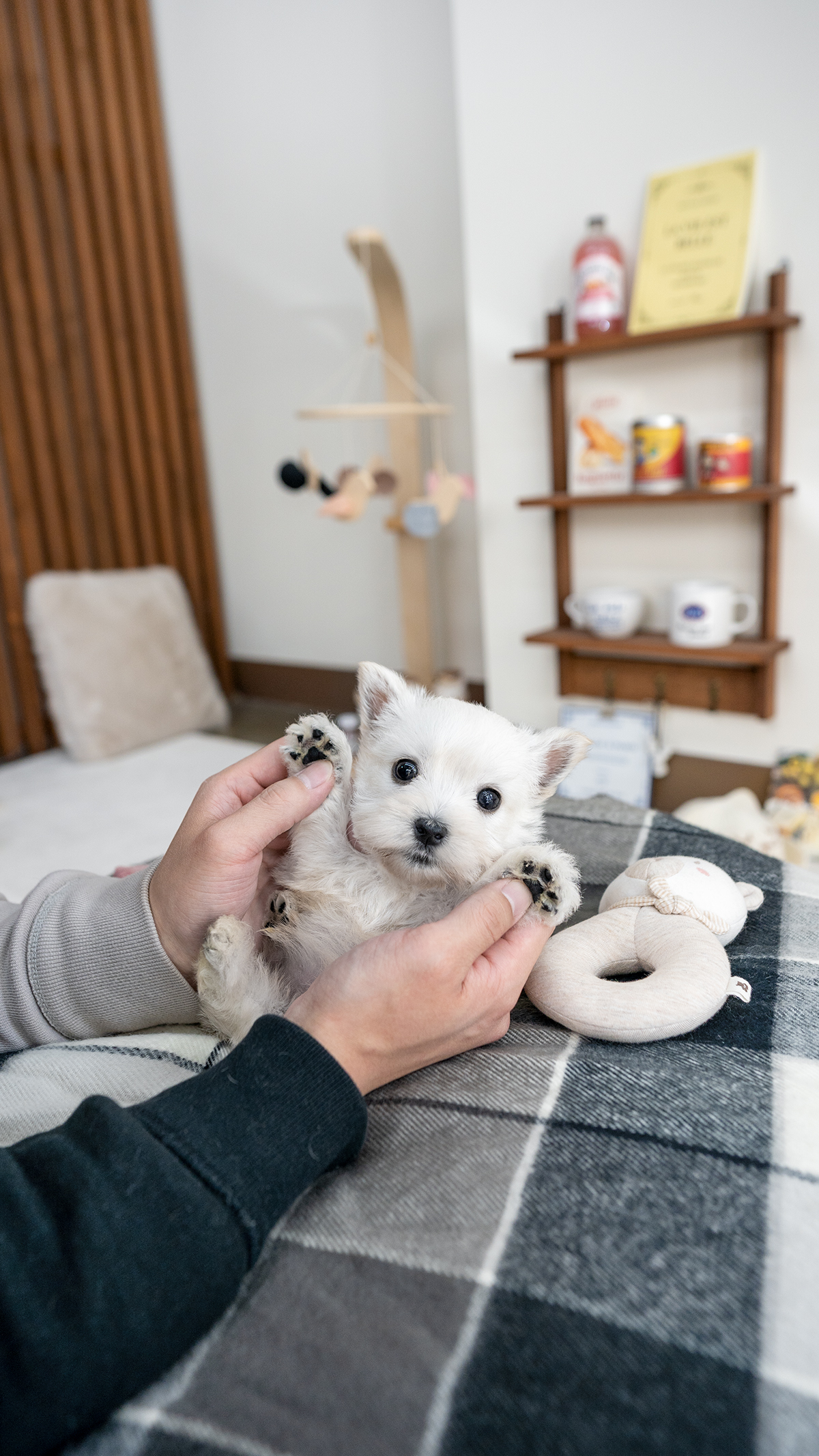 화이트테리어 [West Highland White Terrier]