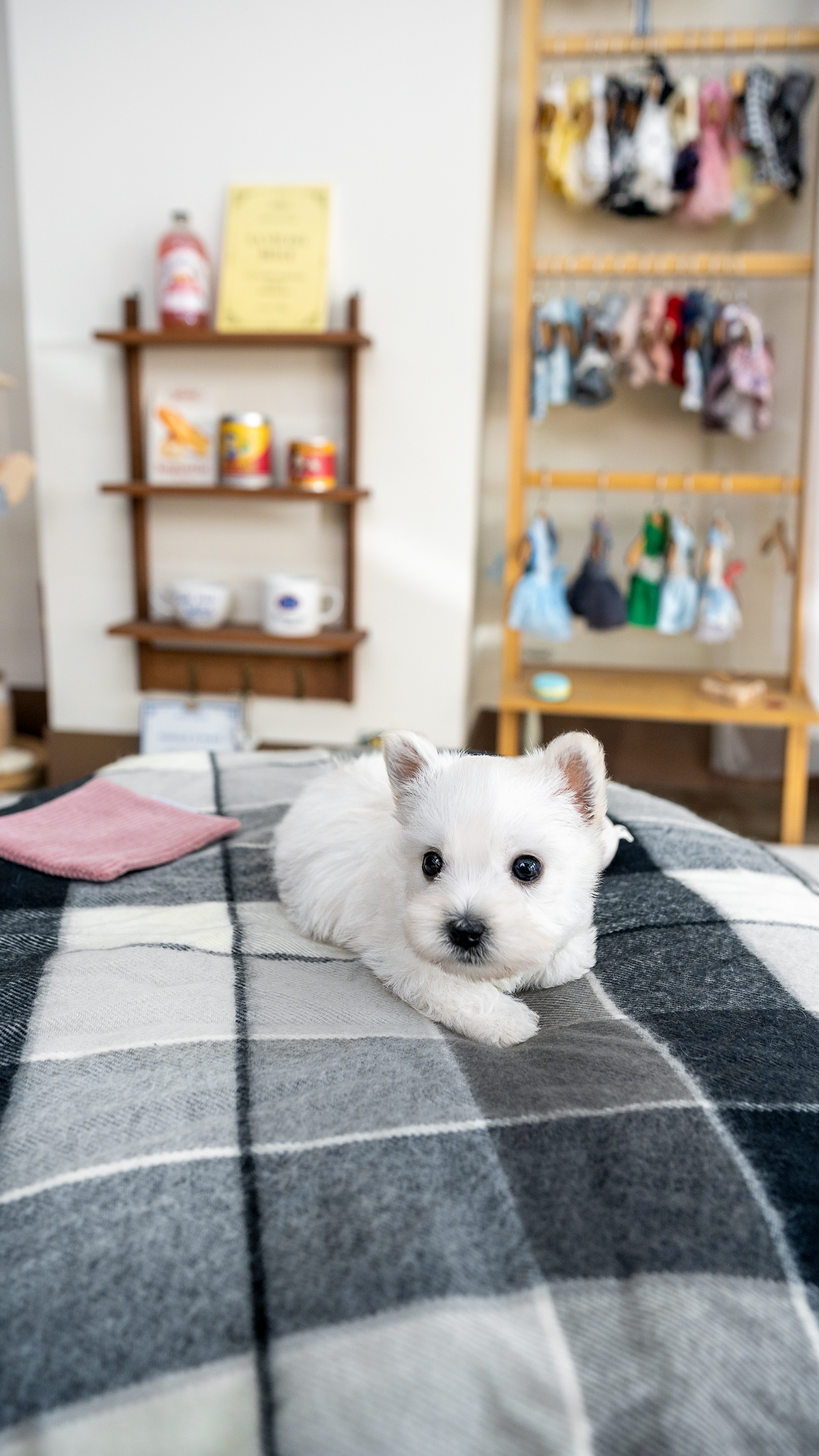 화이트테리어 [West Highland White Terrier]