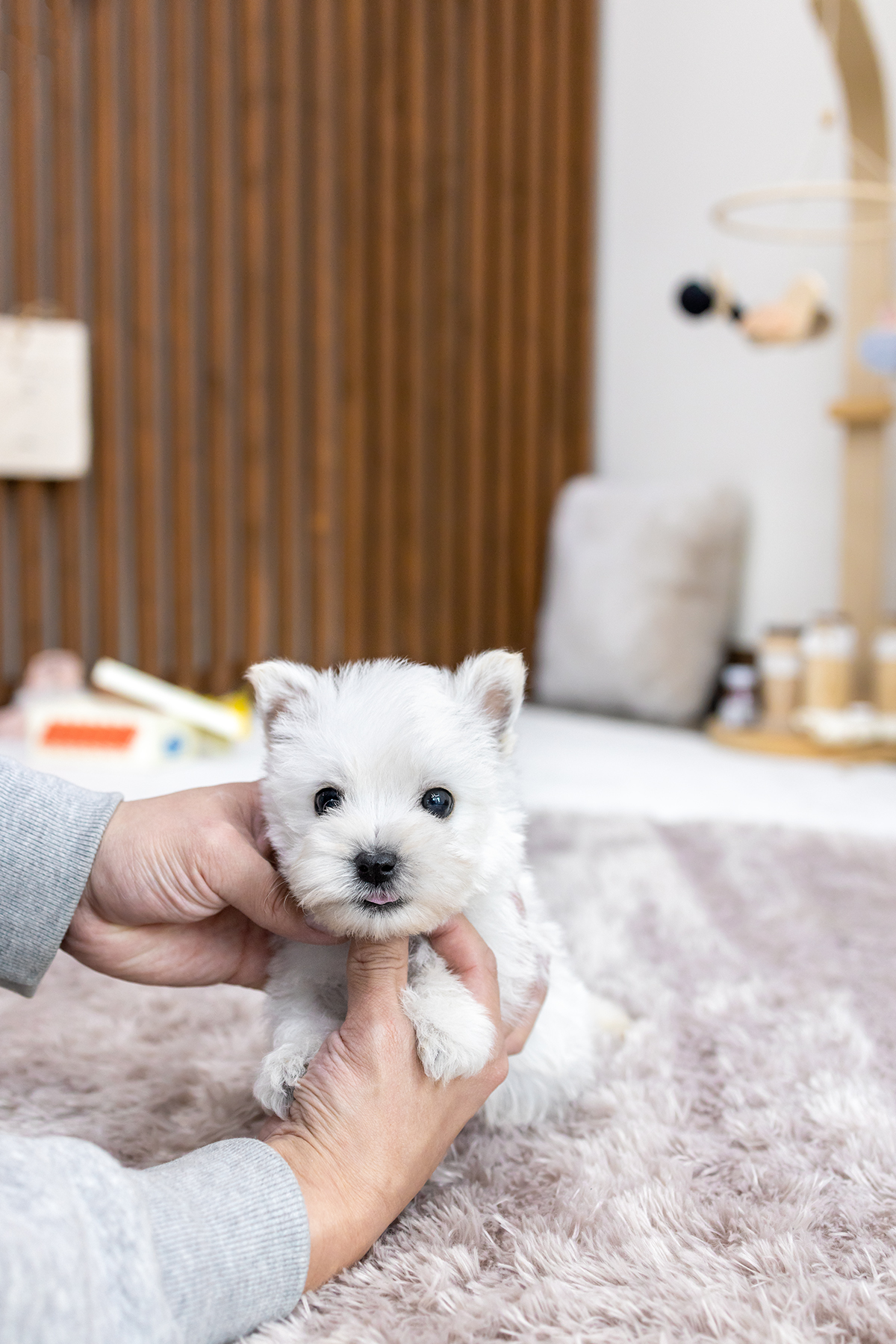 화이트테리어 [West Highland White Terrier]