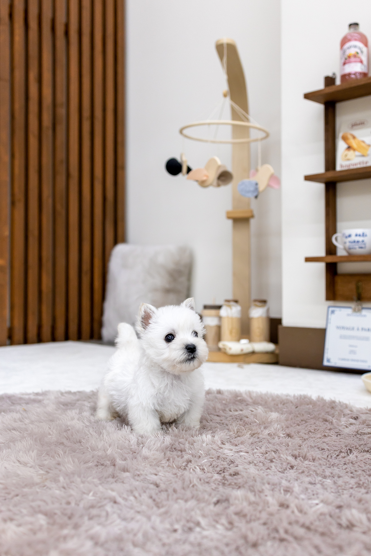 화이트테리어 [West Highland White Terrier]