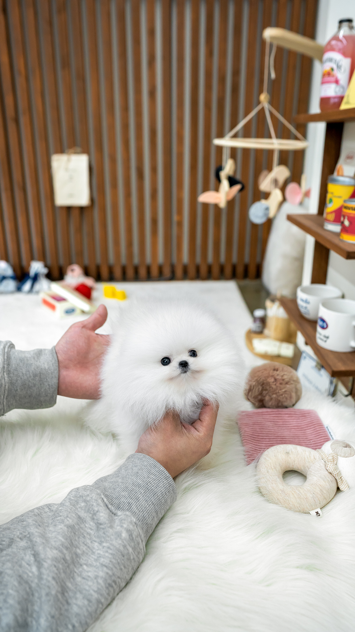 화이트포메라니안 [White Pomeranian]