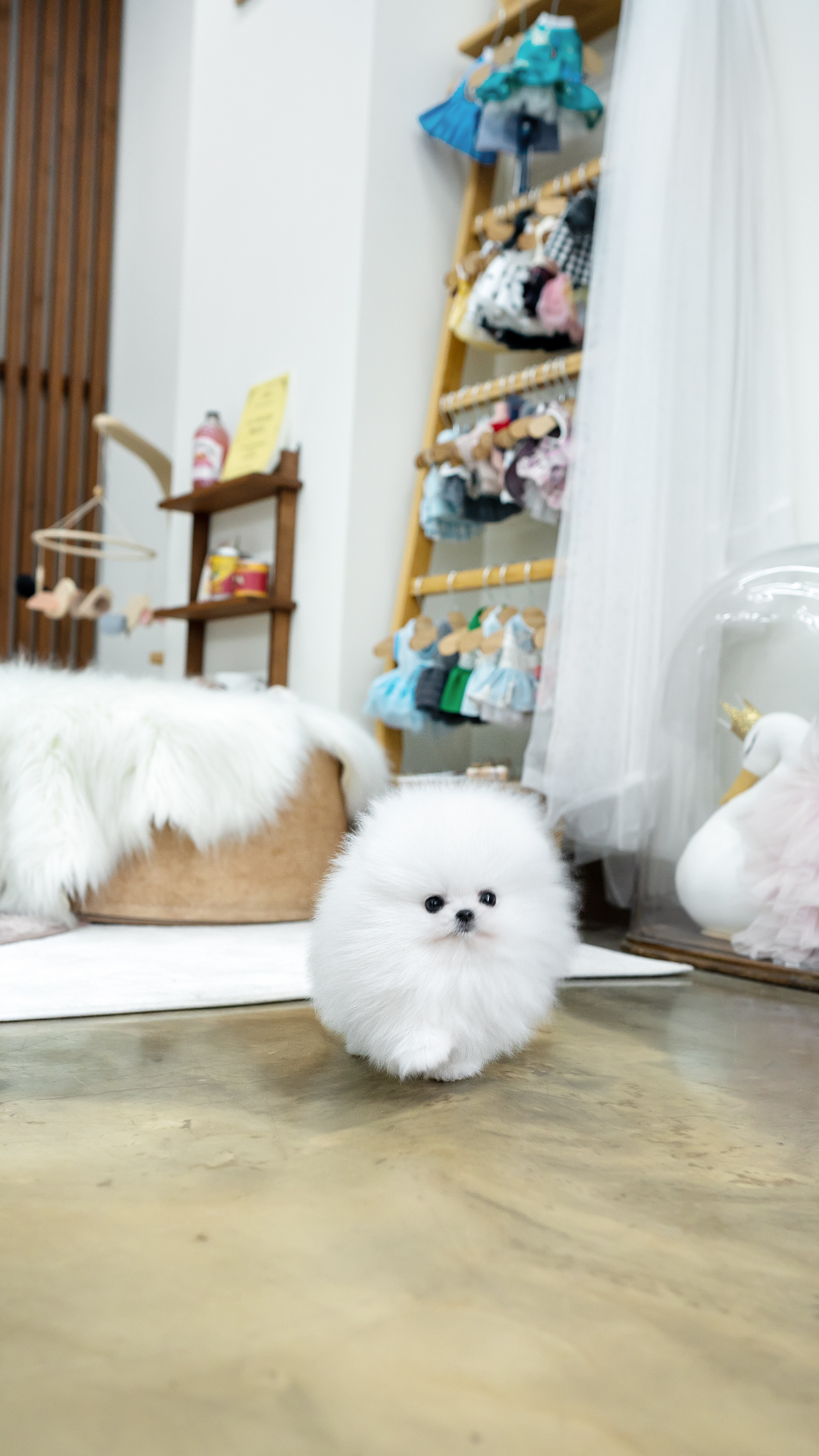 화이트포메라니안 [White Pomeranian]