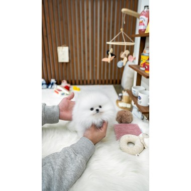 화이트포메라니안 [White Pomeranian]