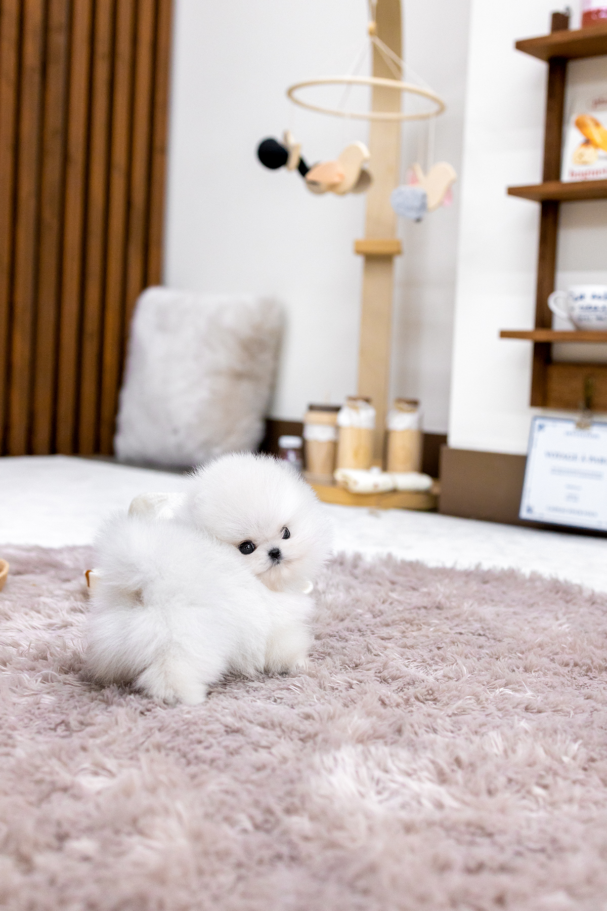 화이트포메라니안 [White Pomeranian]