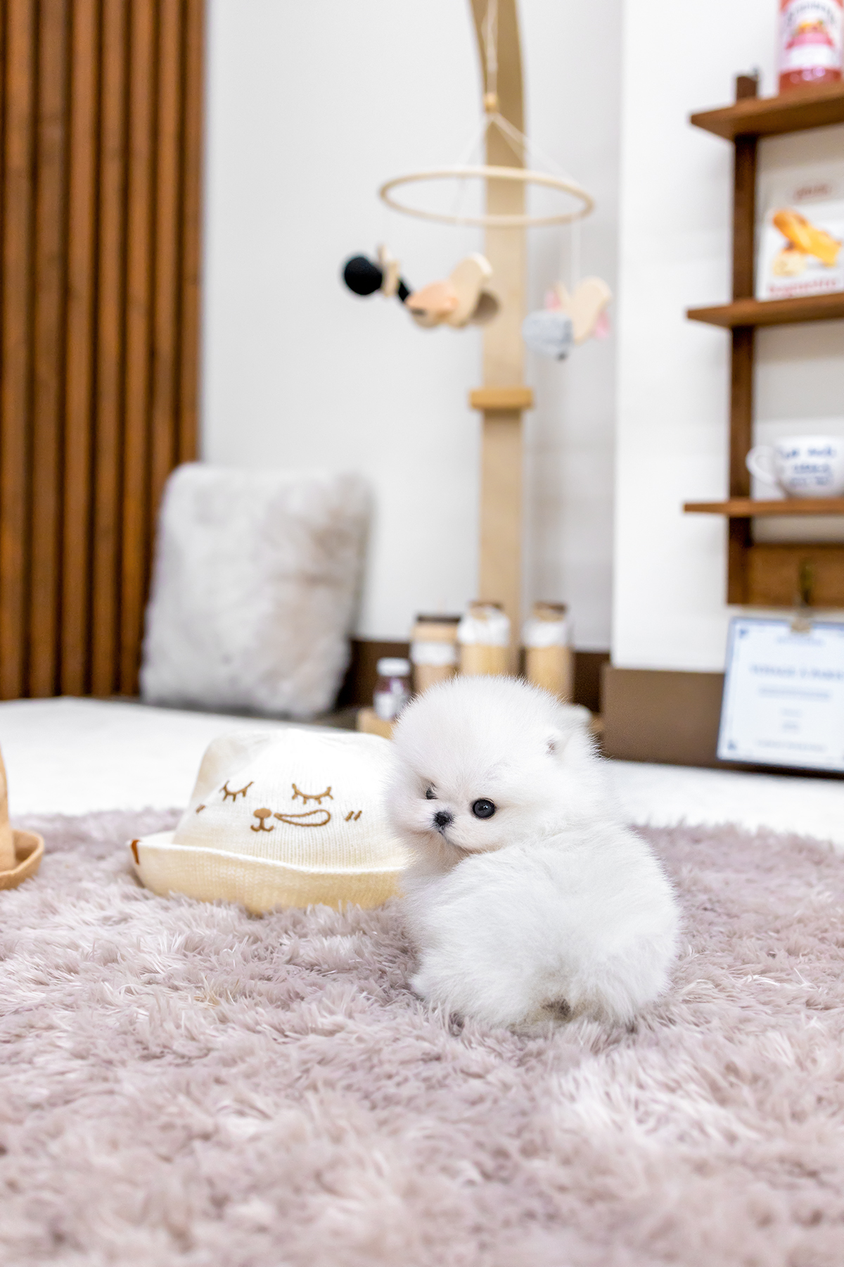 화이트포메라니안 [White Pomeranian]