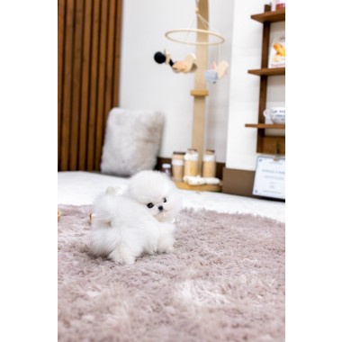 화이트포메라니안 [White Pomeranian]