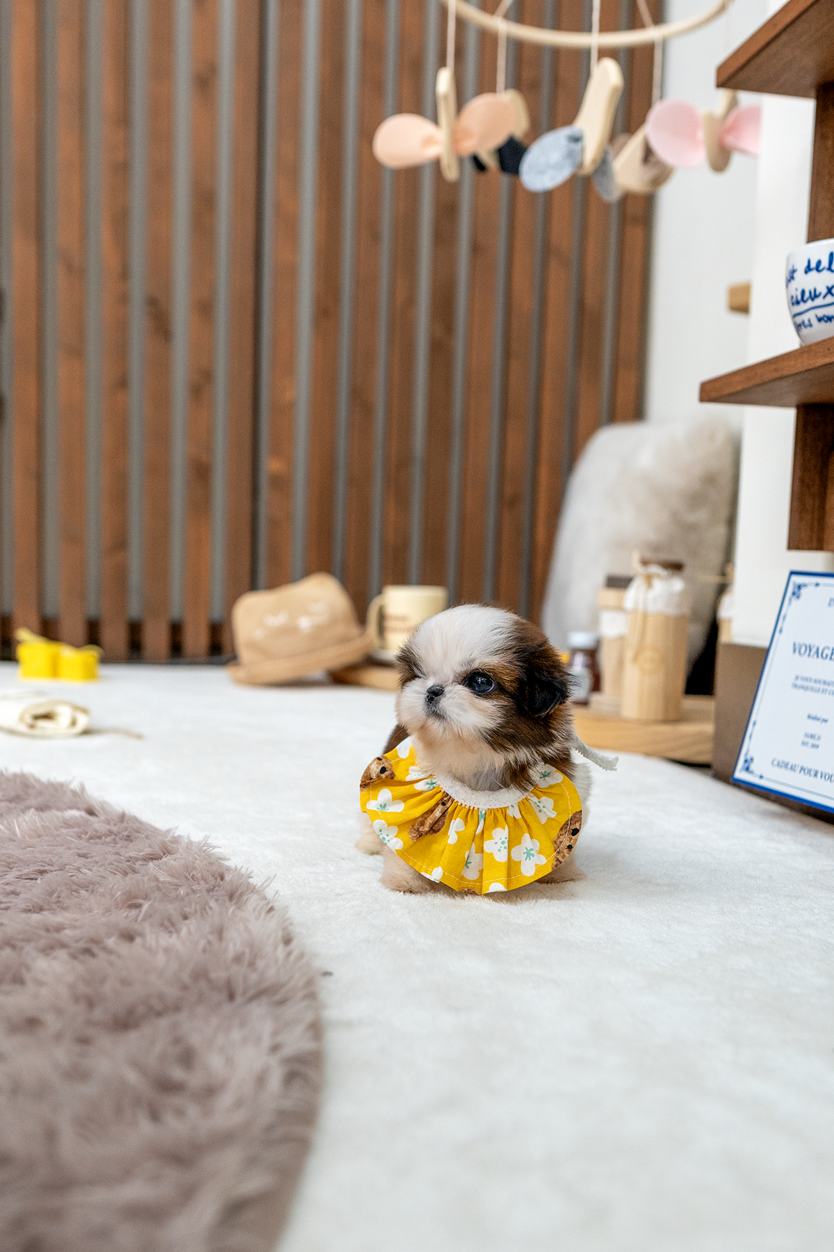 콩시츄 [Mini Shihtzu]