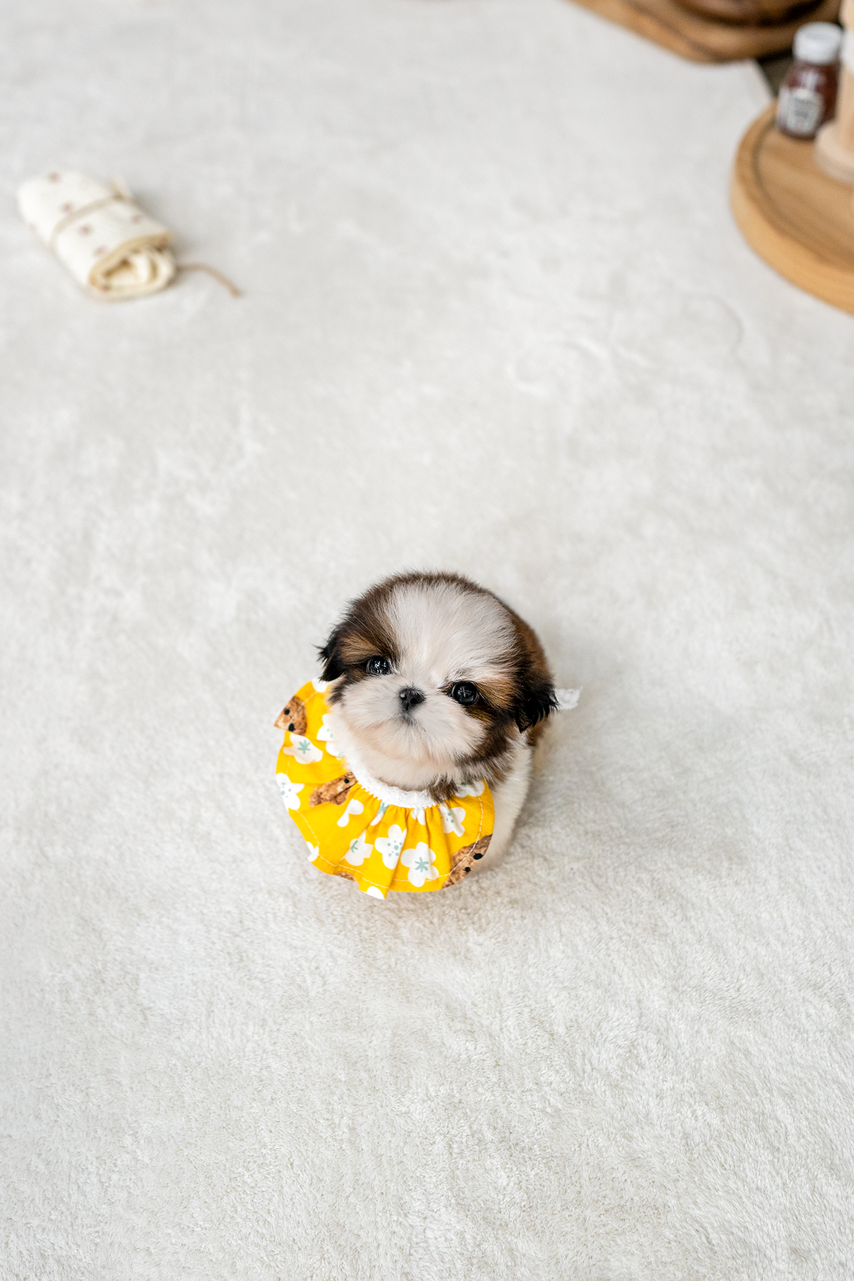 콩시츄 [Mini Shihtzu]