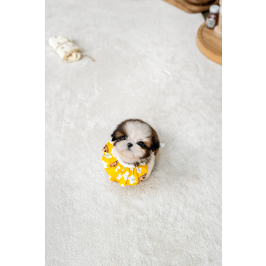 콩시츄 [Mini Shihtzu]