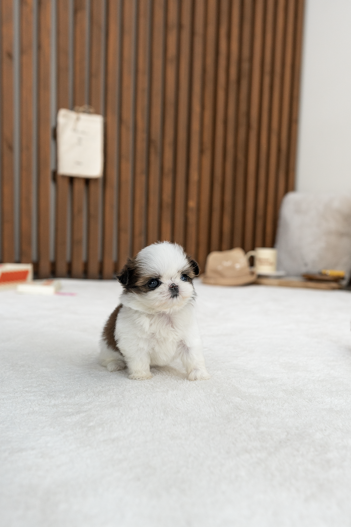 콩시츄 [Mini Shihtzu]