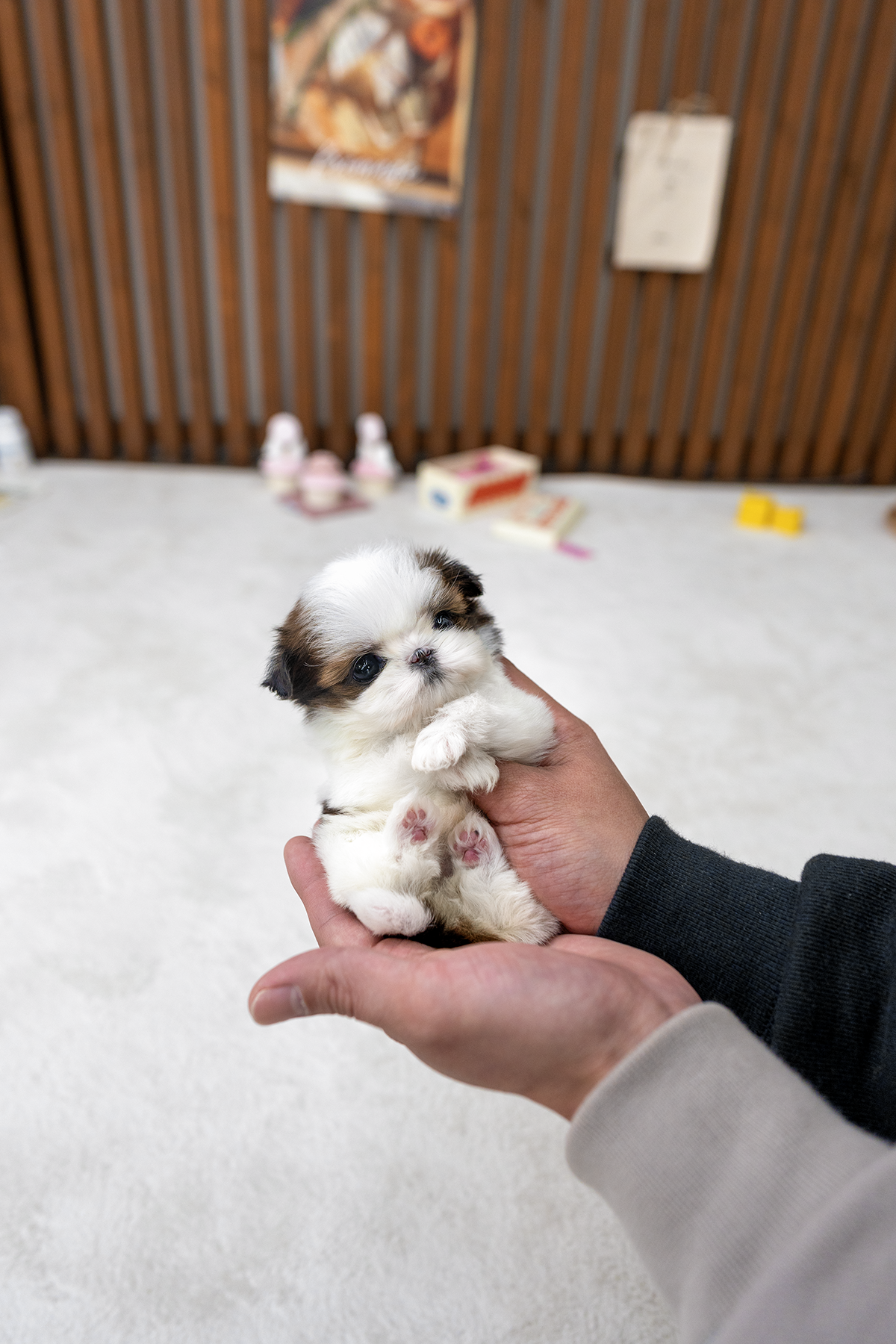 콩시츄 [Mini Shihtzu]