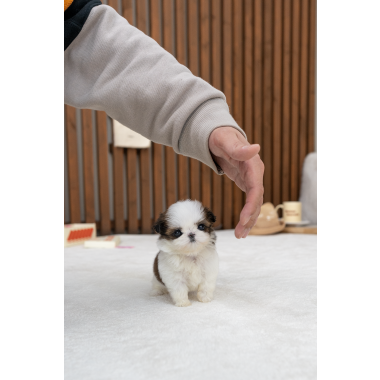 콩시츄 [Mini Shihtzu]