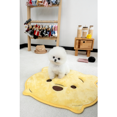 화이트포메라니안 [White Pomeranian]