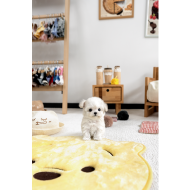 화이트토이푸들 [White Poodle]