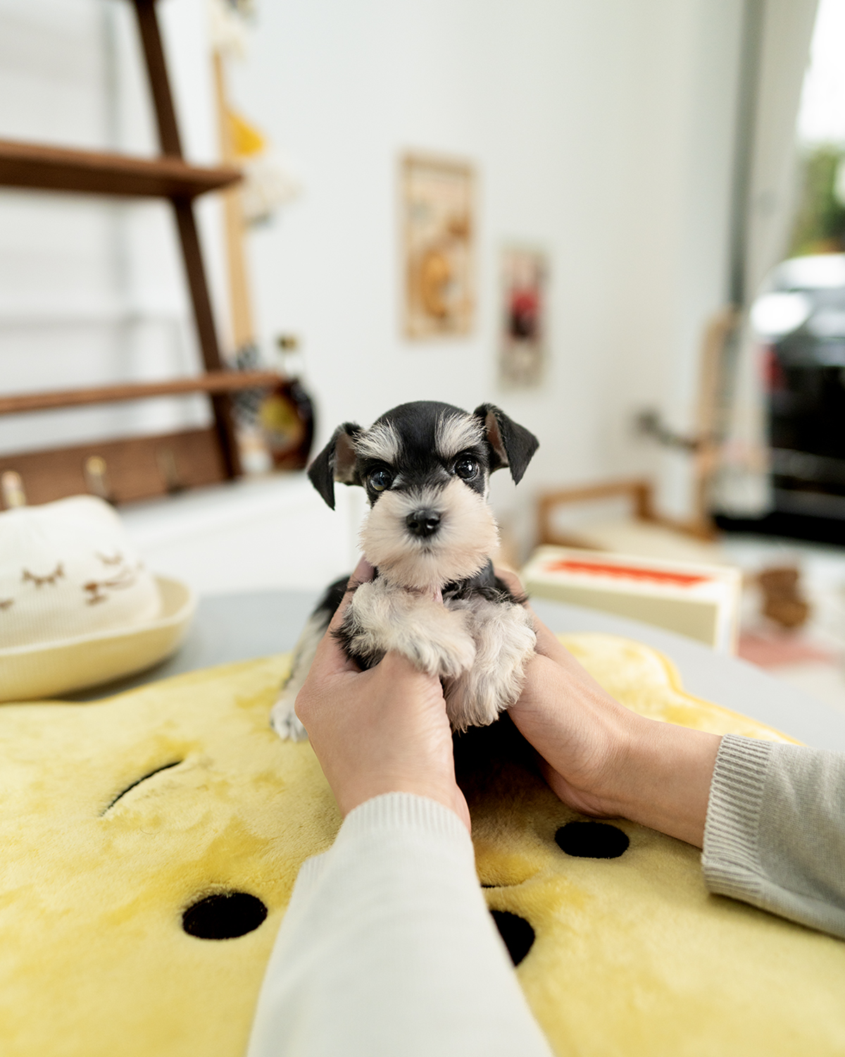 슈나우저 [Miniature Schnauzer]