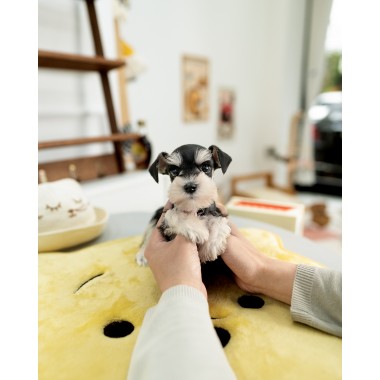 슈나우저 [Miniature Schnauzer]