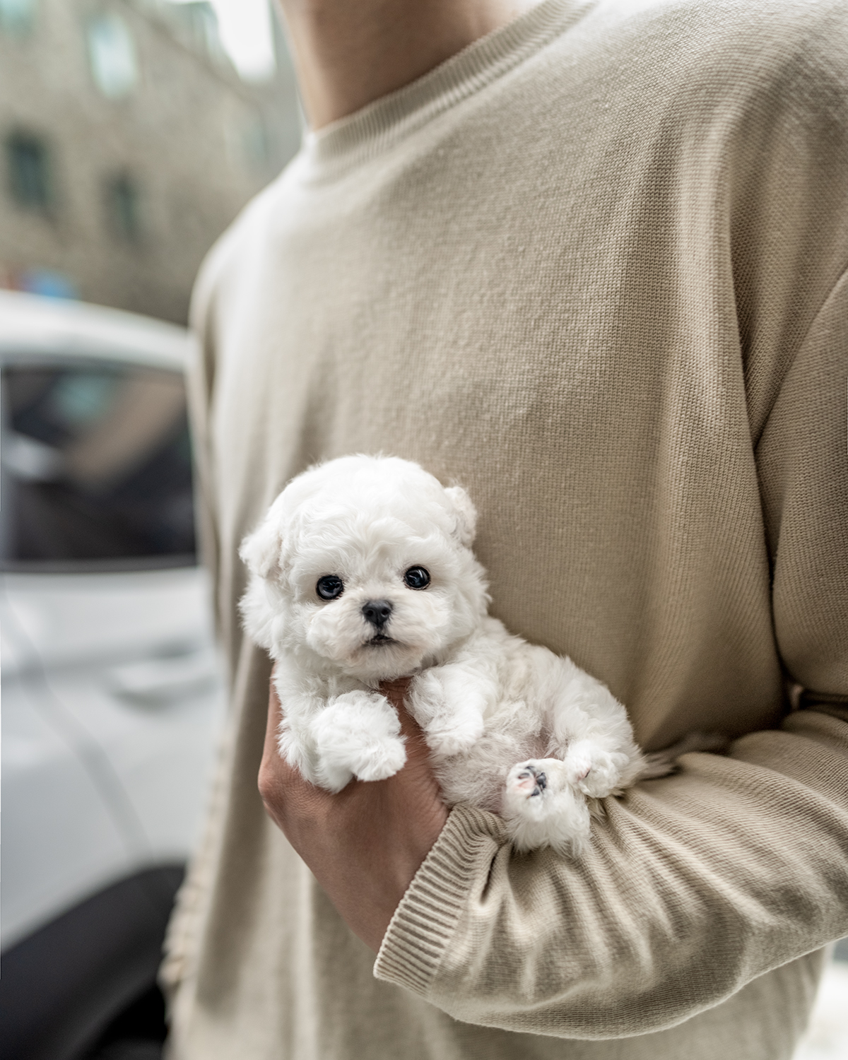 미니비숑프리제 [Mini Bichon Frise]