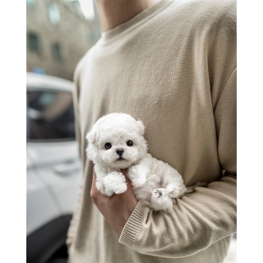 미니비숑프리제 [Mini Bichon Frise]