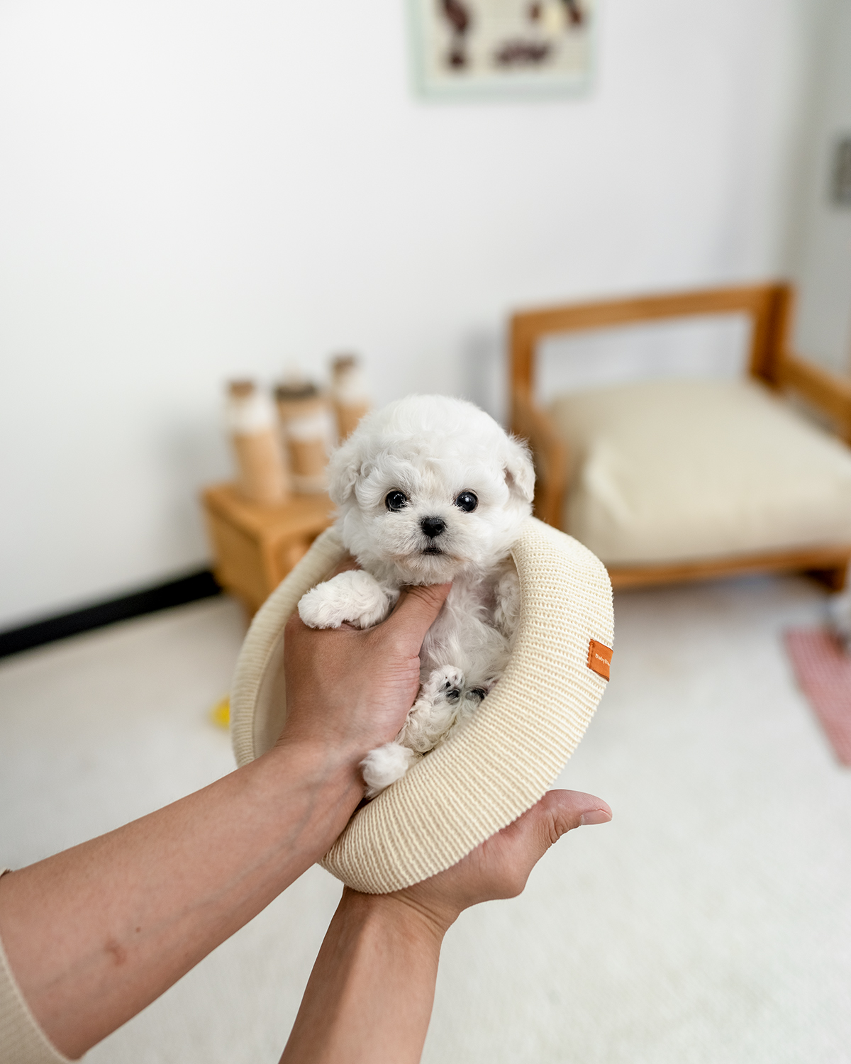 미니비숑프리제 [Mini Bichon Frise]