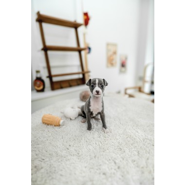 이탈리안그레이하운드 [Italian Greyhound]