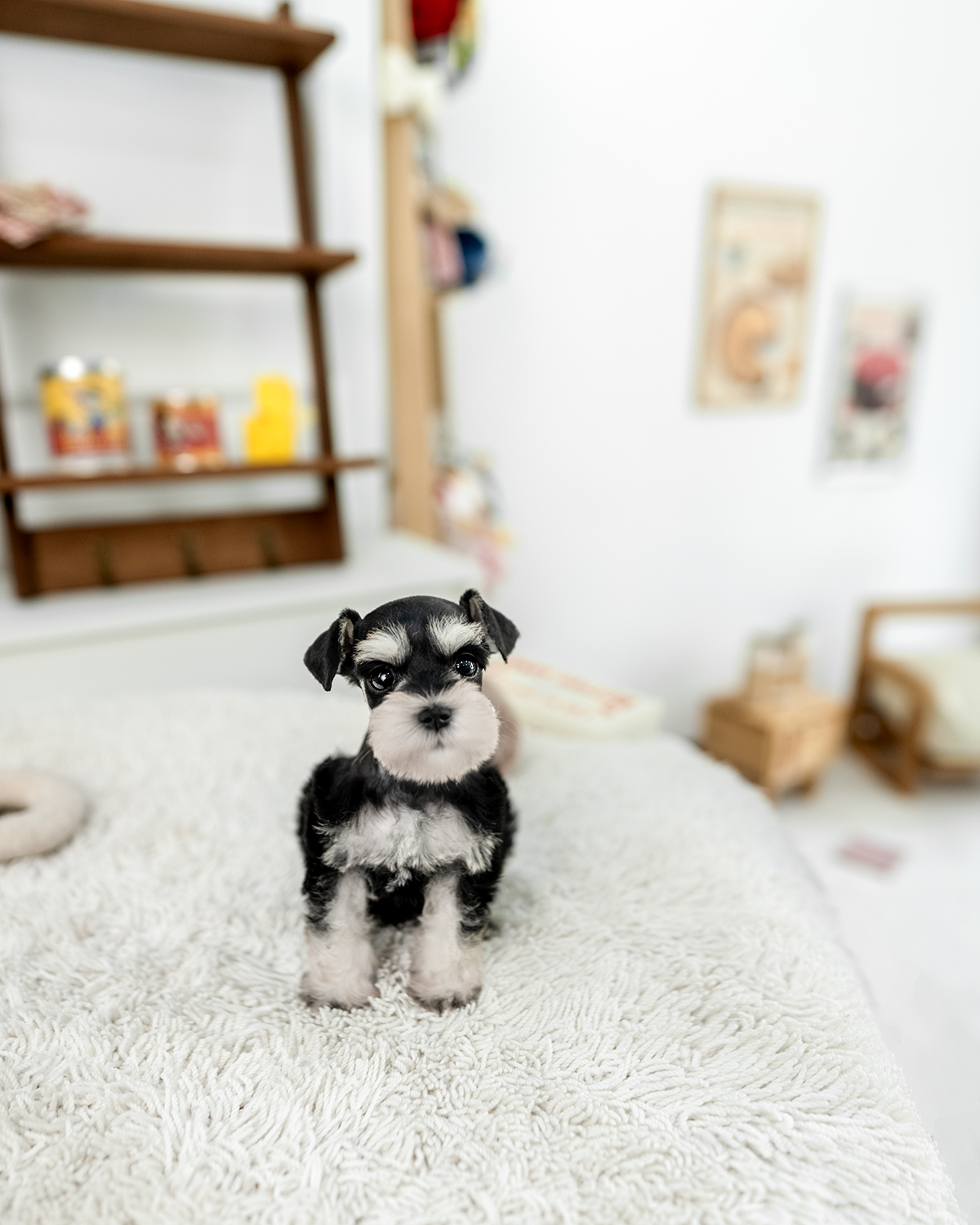 슈나우저 [Miniature Schnauzer]