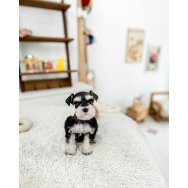 슈나우저 [Miniature Schnauzer]