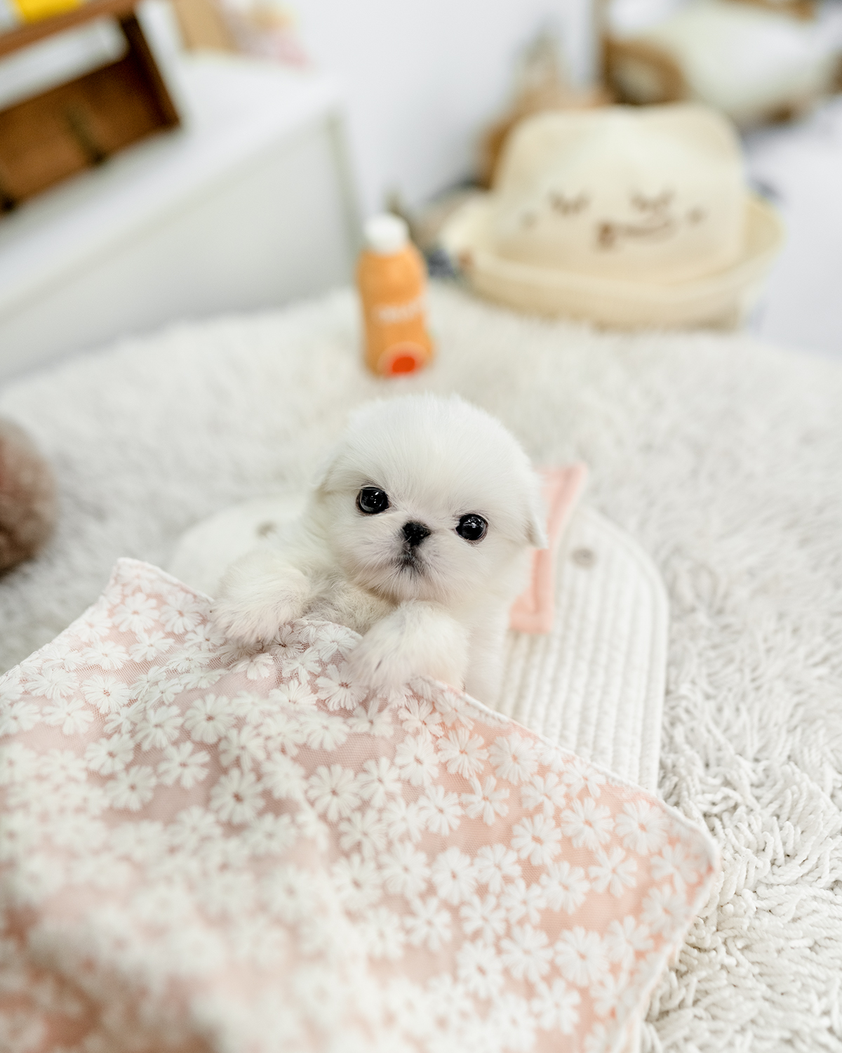 페키니즈 [Pekingese]