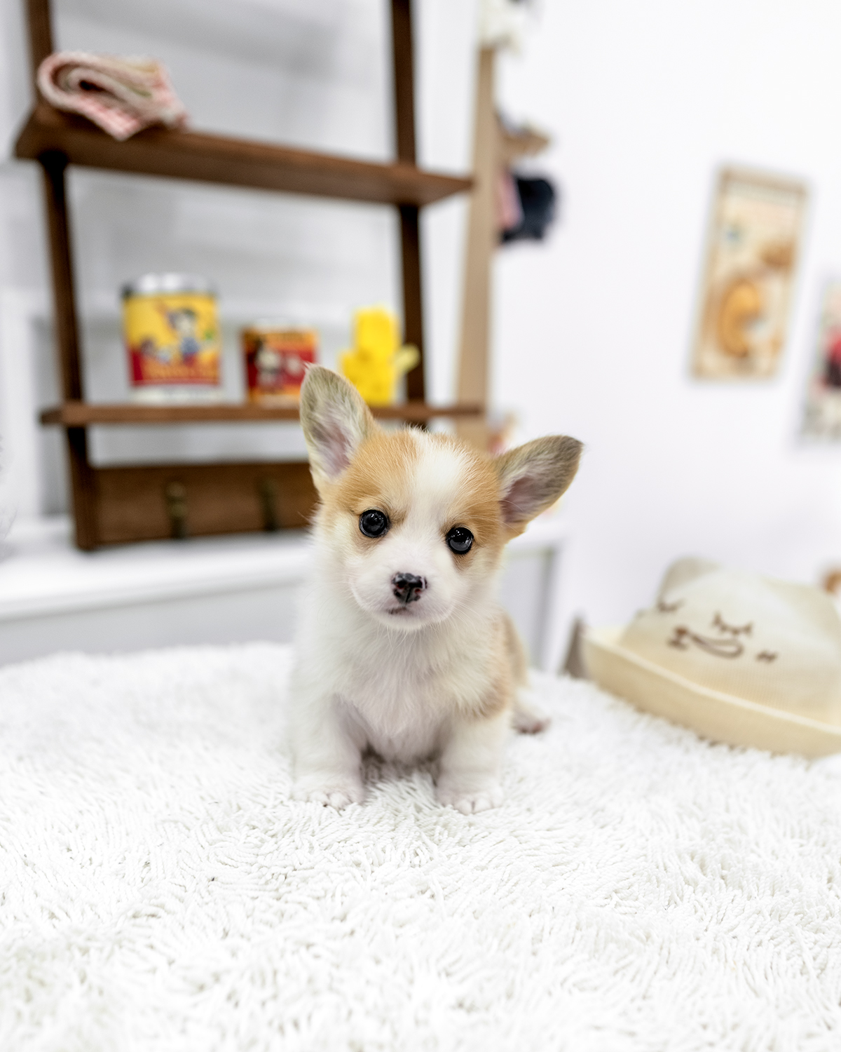 웰시코기 [Welsh Corgi]