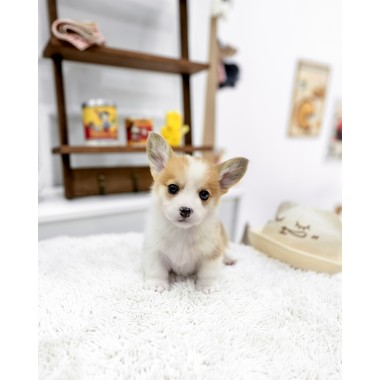 웰시코기 [Welsh Corgi]