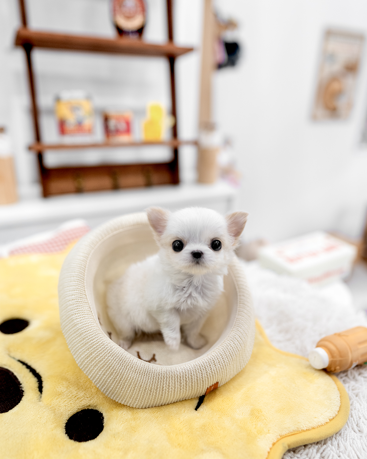 장모치와와 [Chihuahua]