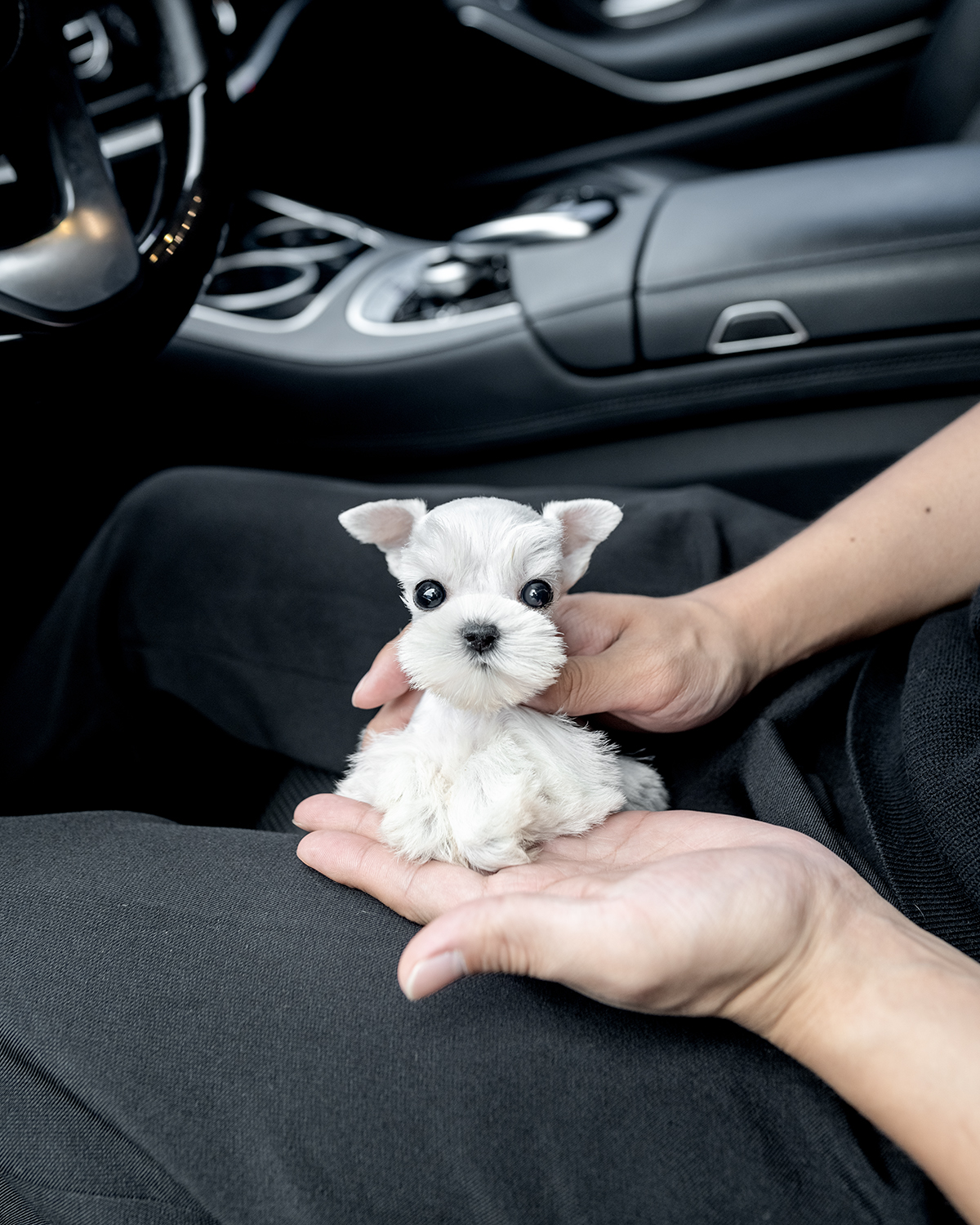 화이트슈나우저 [Miniature Schnauzer]